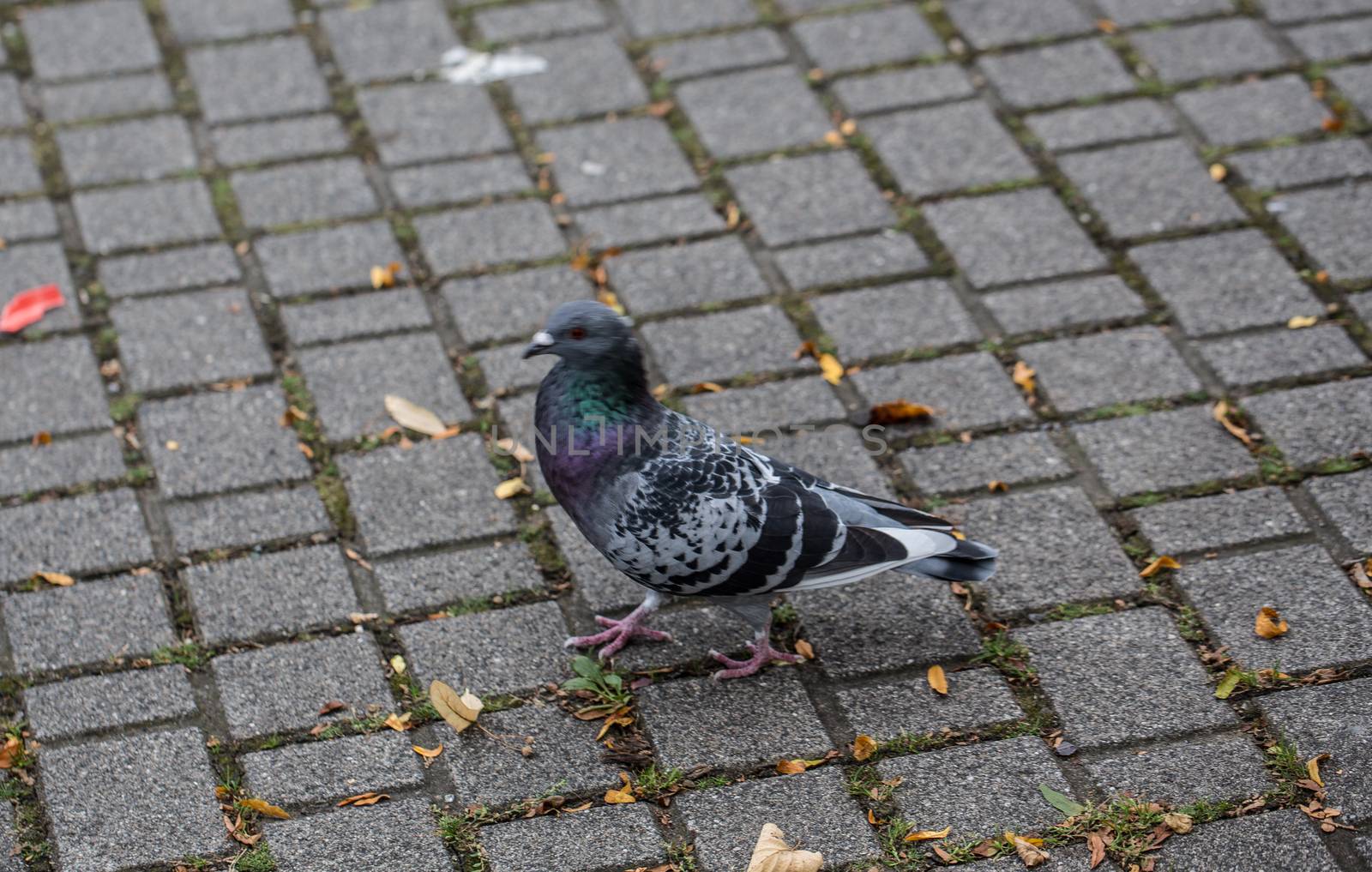 Pigeons in the city by Dr-Lange