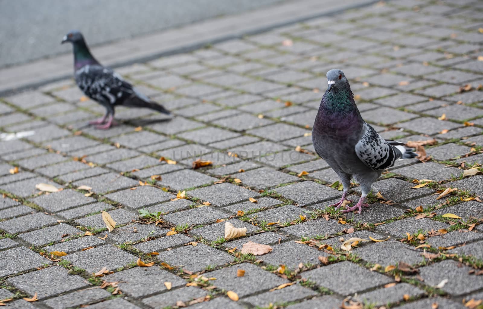 Pigeons in the city by Dr-Lange