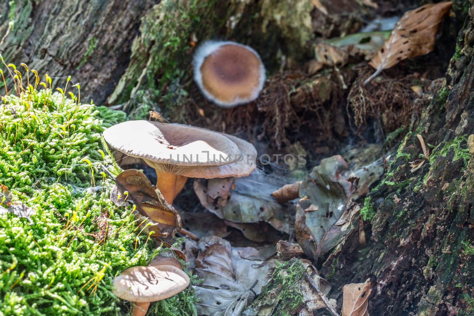 Mushrooms in the moss on dead wood by Dr-Lange