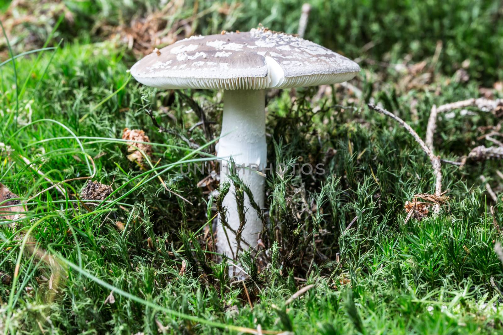 Toadstool in the moss in the coniferous forest by Dr-Lange