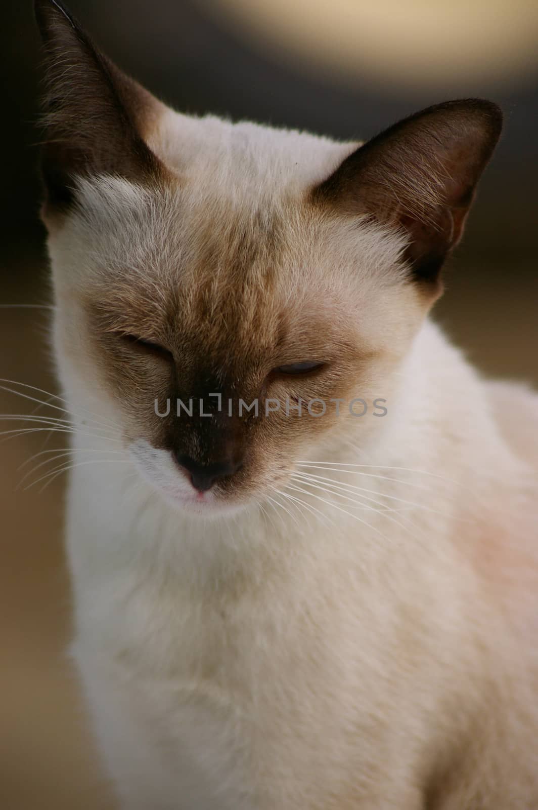 Cat dim eyes by Satakorn