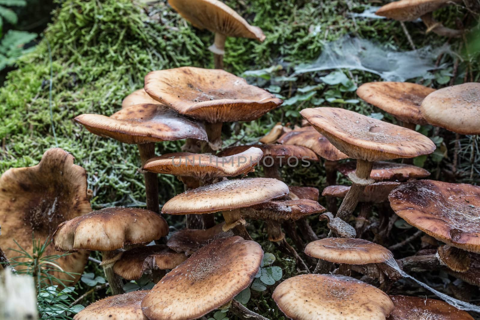 Mushrooms on forest floor in the foliage