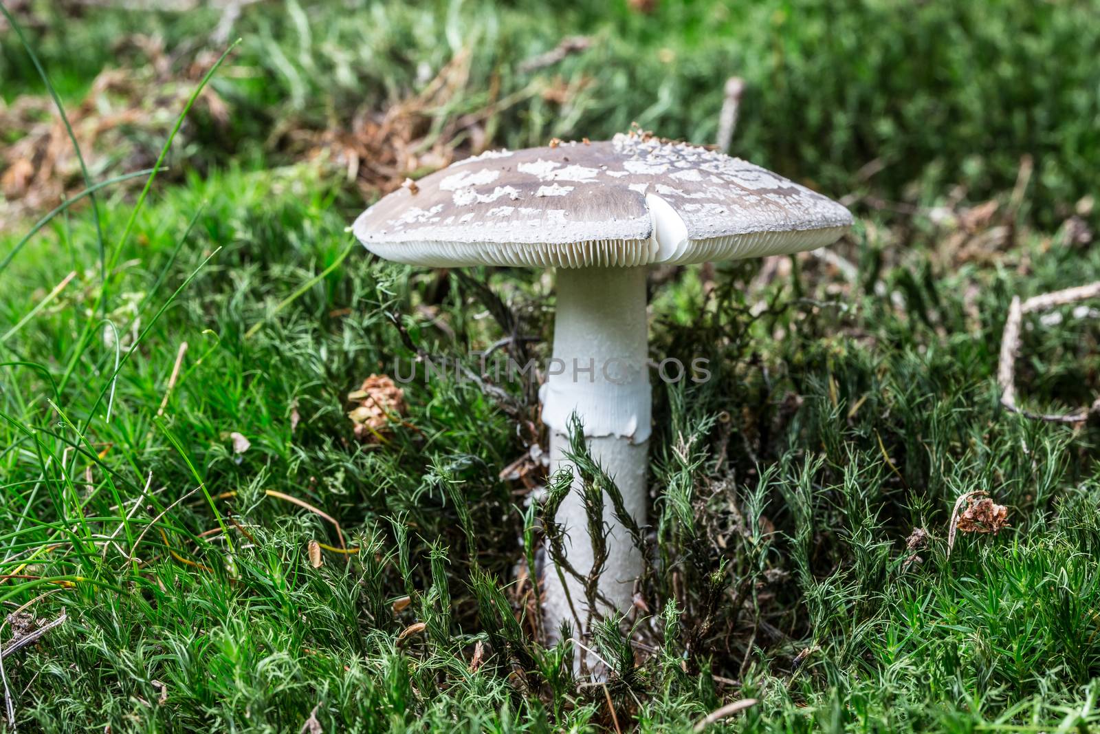 Toadstool in the moss in the coniferous forest