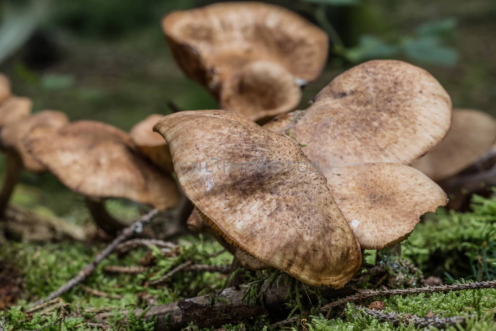 Mushrooms on forest floor in the foliage by Dr-Lange
