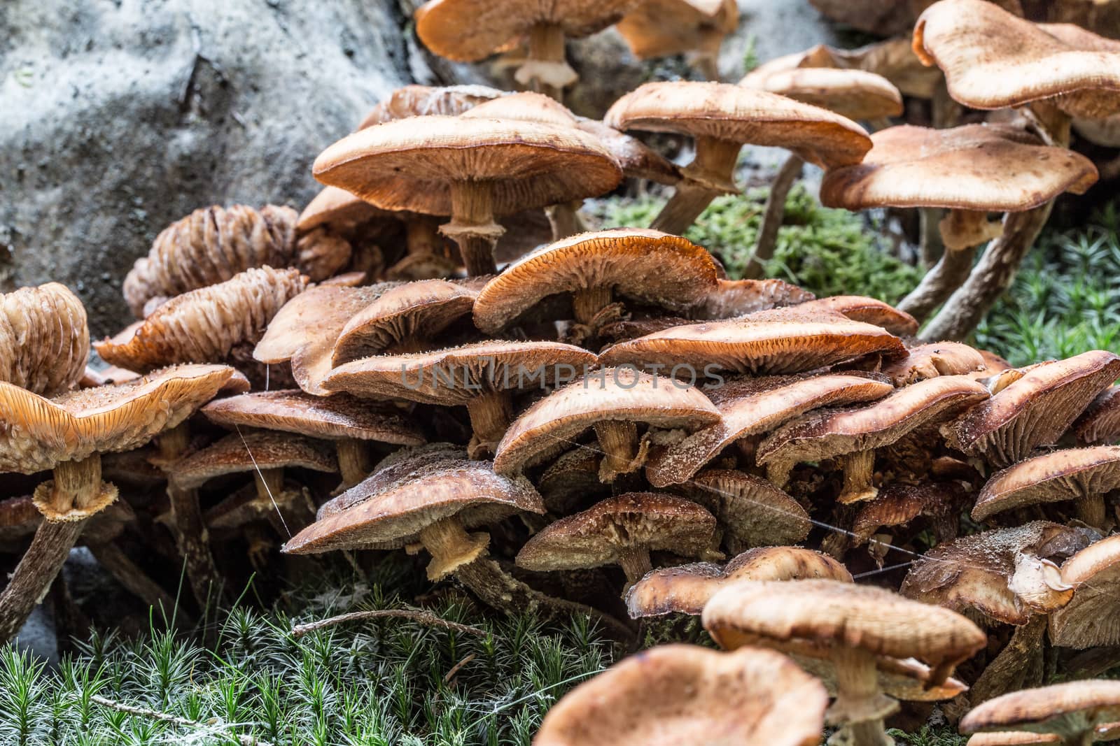 Mushrooms on forest floor in the foliage by Dr-Lange