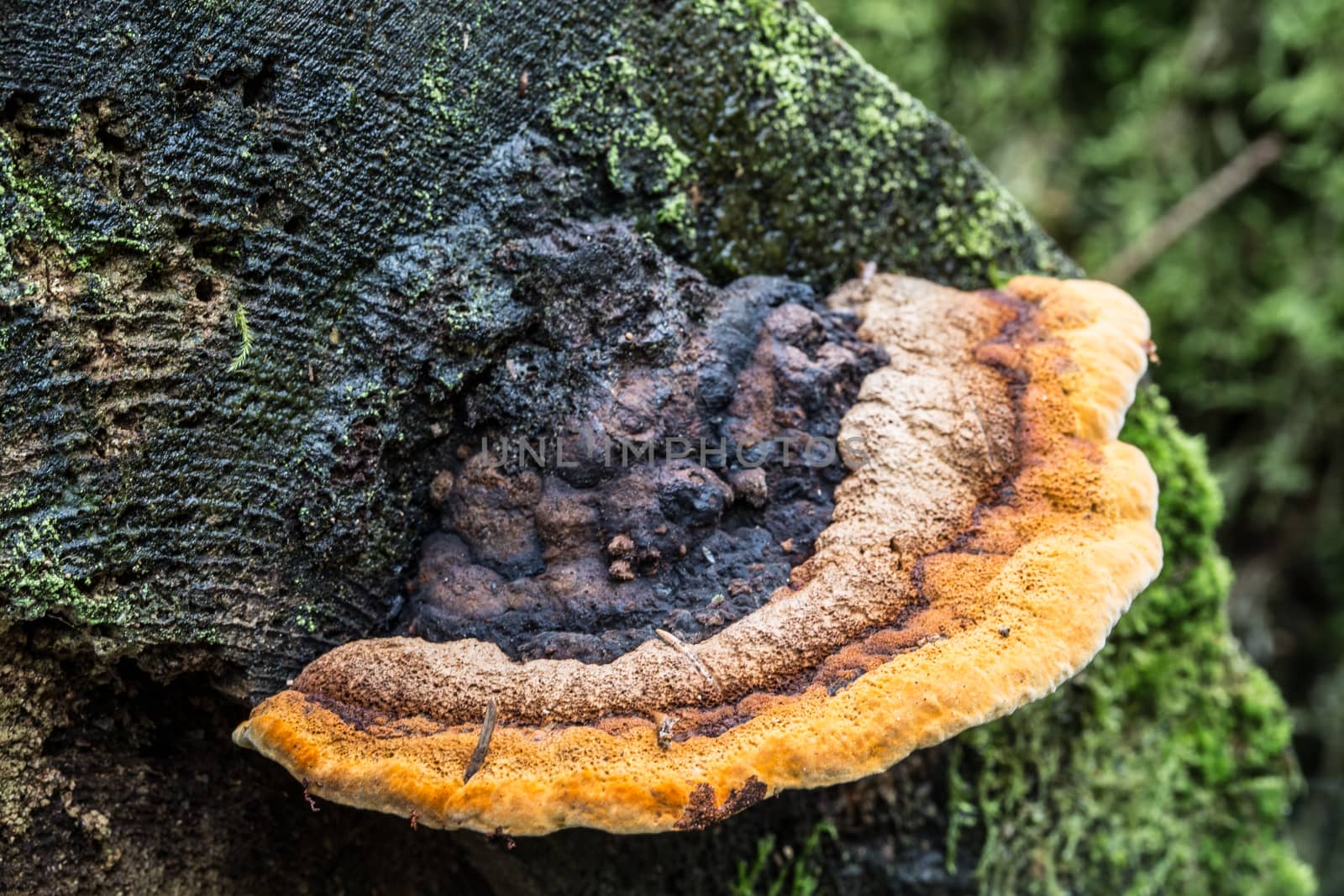 decomposed mushroom on dead tree trunk