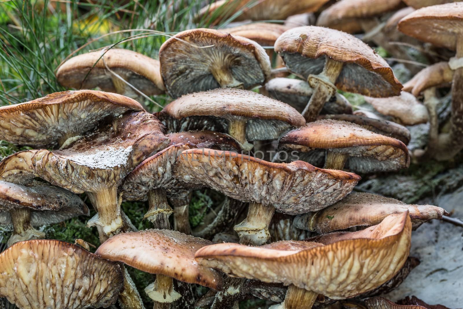 Mushrooms on forest floor in the foliage