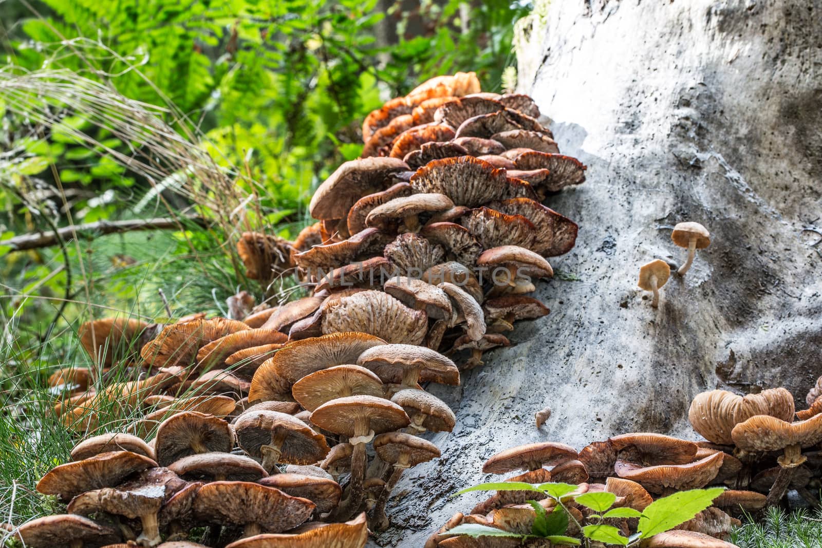 Mushrooms on forest floor in the foliage