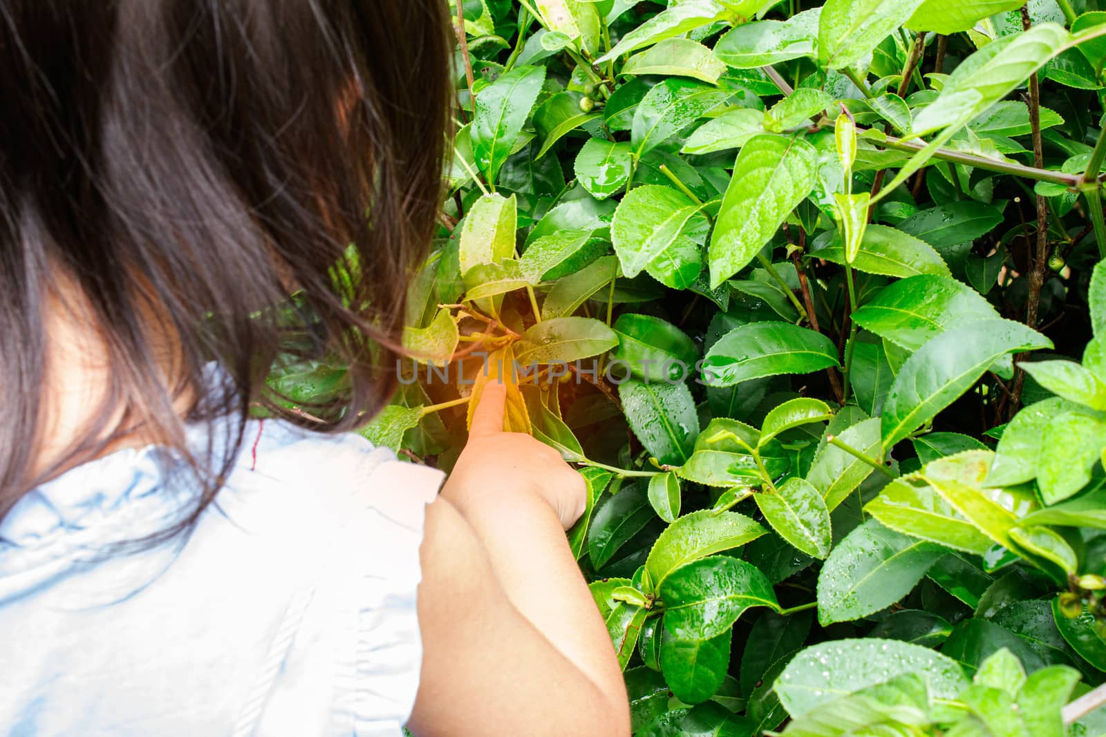 Portrait of little asian girl picking tea leaves at a tea plantation and the insect bites her hand.