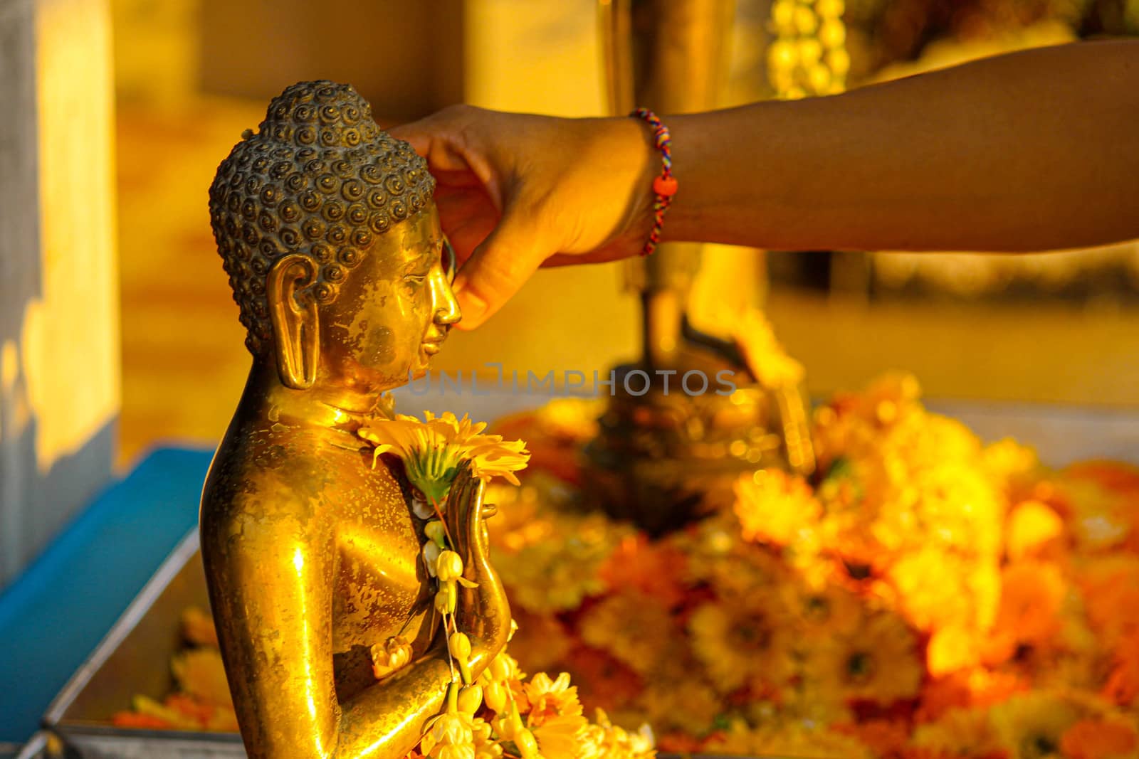 Close-up hand of Asian woman is bathing buddha images on Songkran Day; Chiang Mai, Thailand.