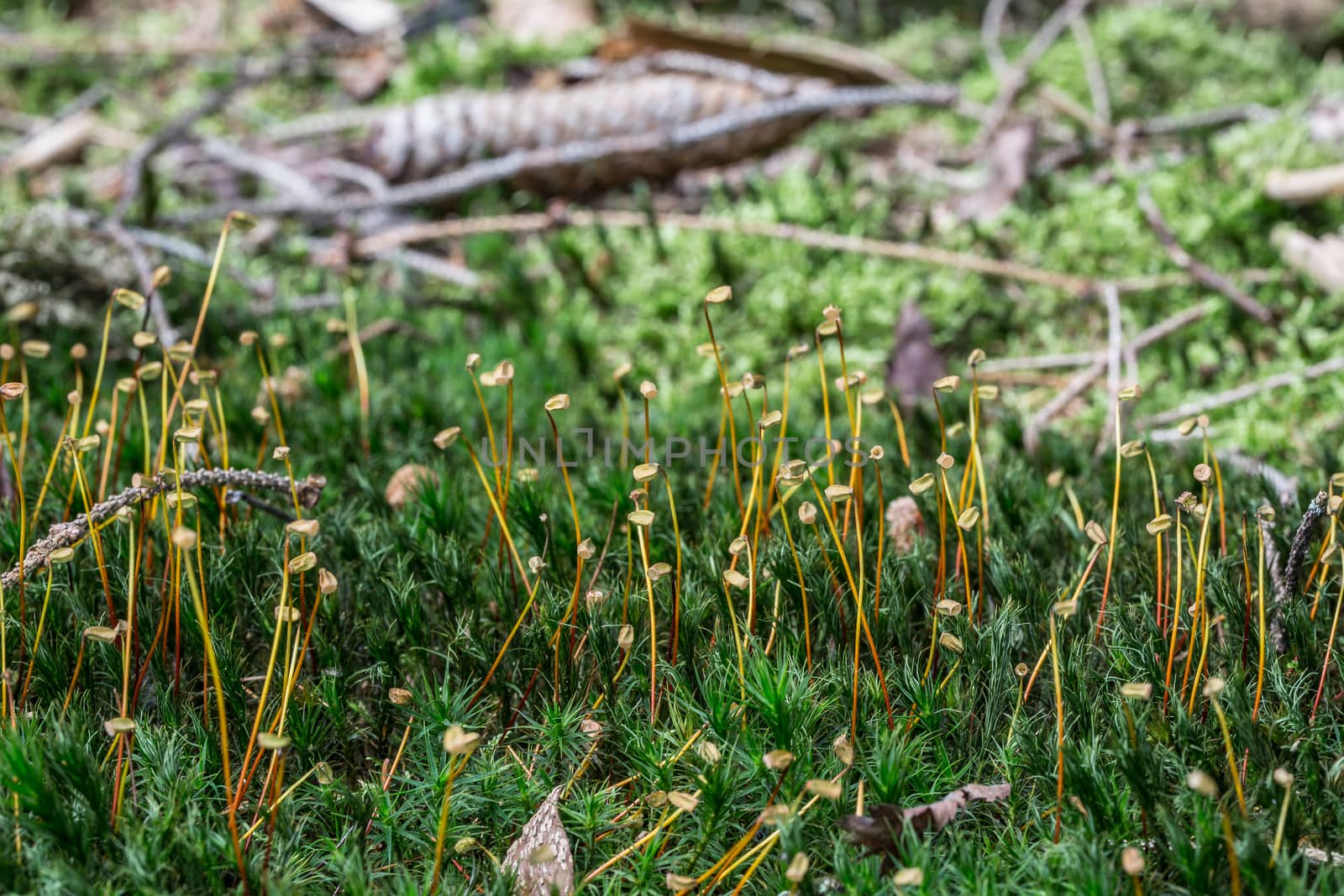 Moss with fruit stalks on forest floor by Dr-Lange