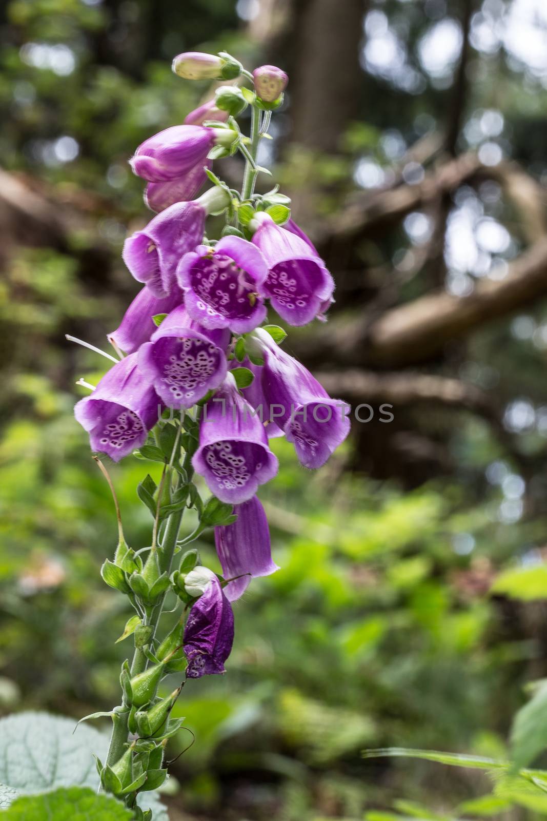 red foxglove medicinal plant in coniferous forest by Dr-Lange