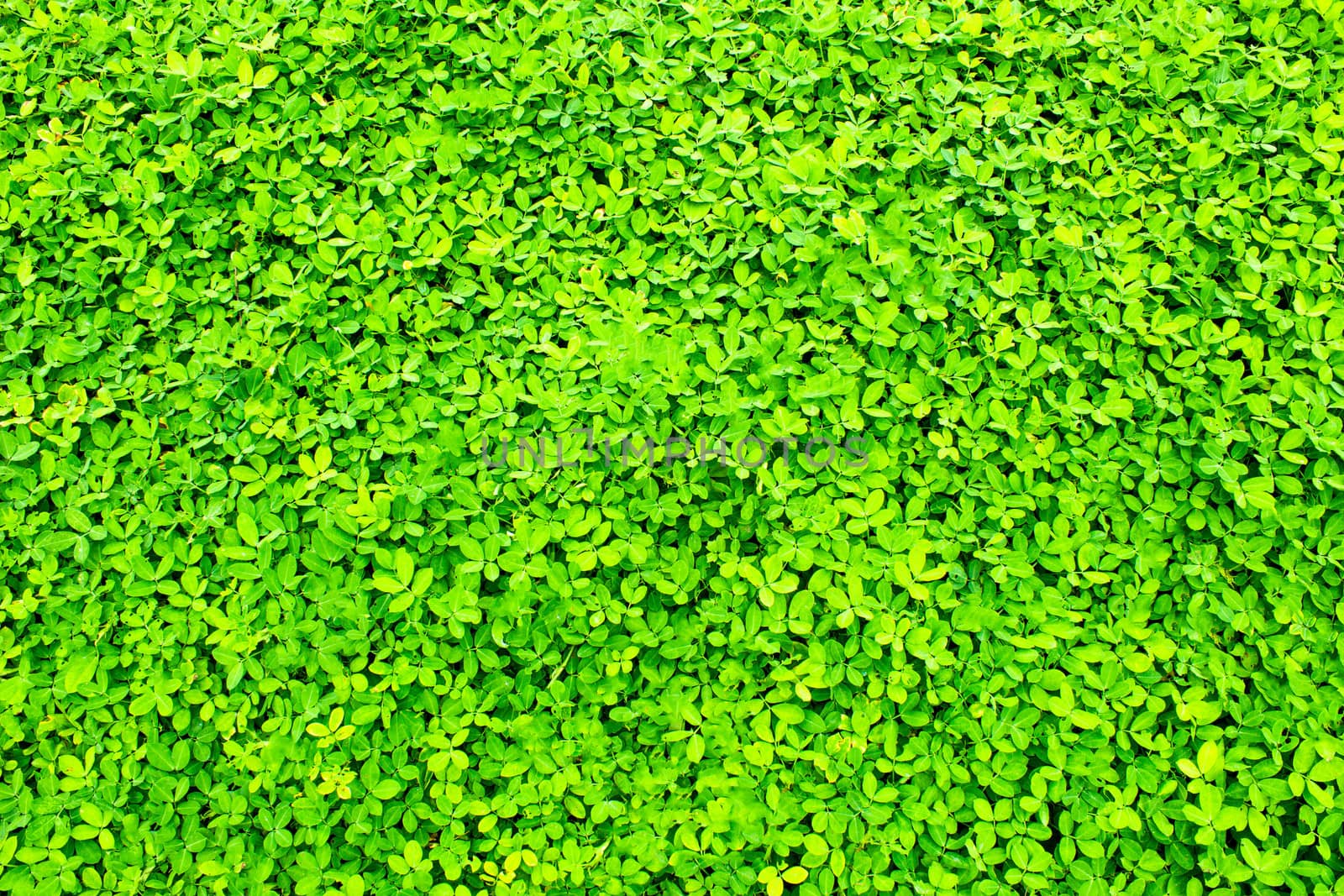 Texture of green leaves in tropical northern Thailand.