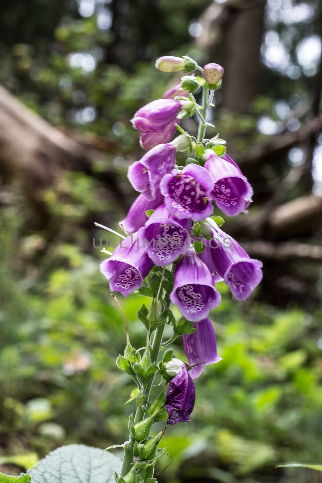 red foxglove medicinal plant in coniferous forest by Dr-Lange