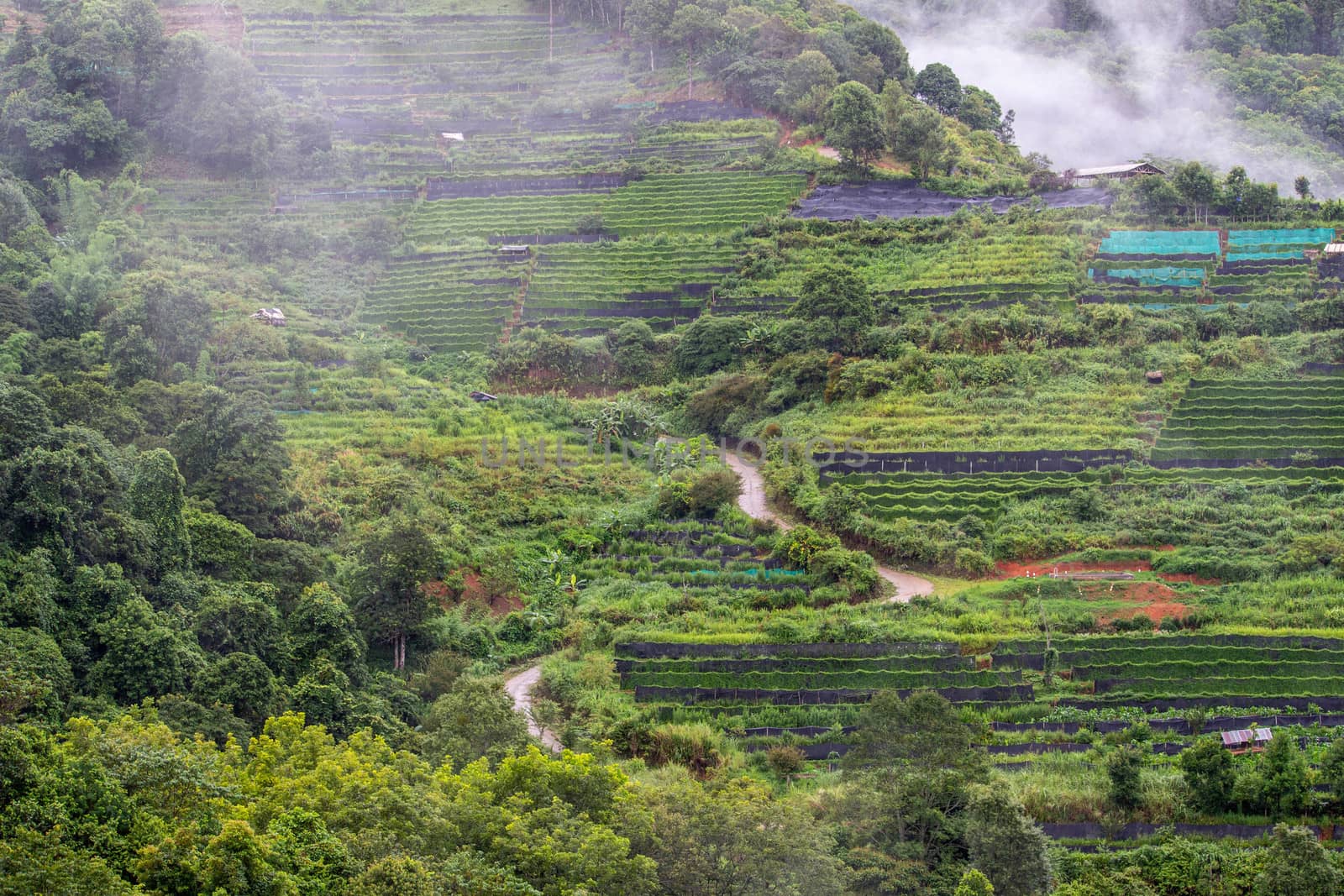 Landscape of agricultural areas of people in Fang district, Chiang Mai, Thailand from the top of the mountain. by TEERASAK