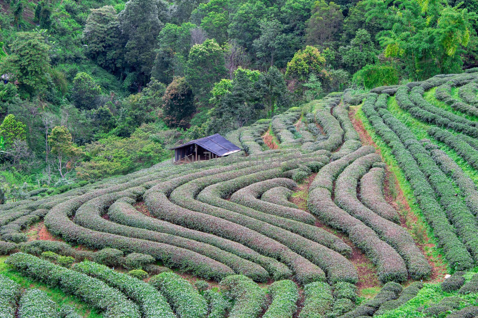 Beautiful landscape view of Tea Plantation 2,000 in the evening with raining at Angkhang mountain, Fang Chiang Mai. Tourist attraction in northern of Thailand.