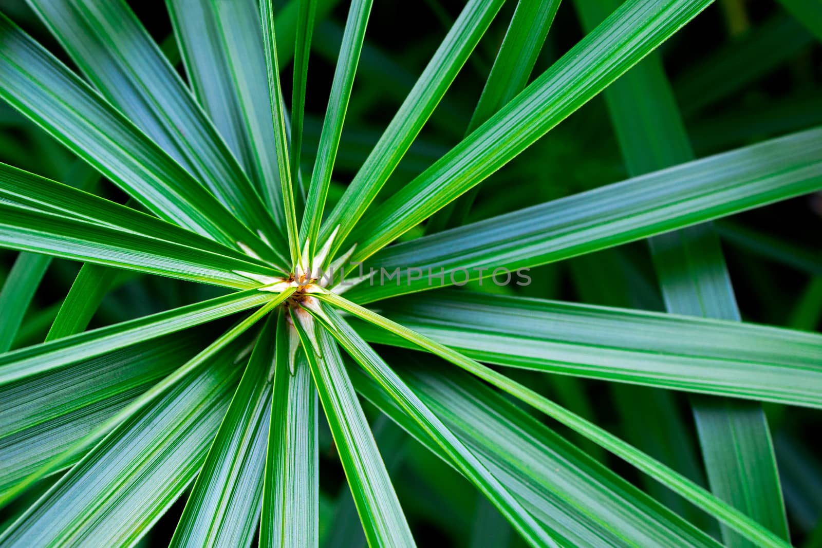 Texture of green leaves in tropical northern Thailand.