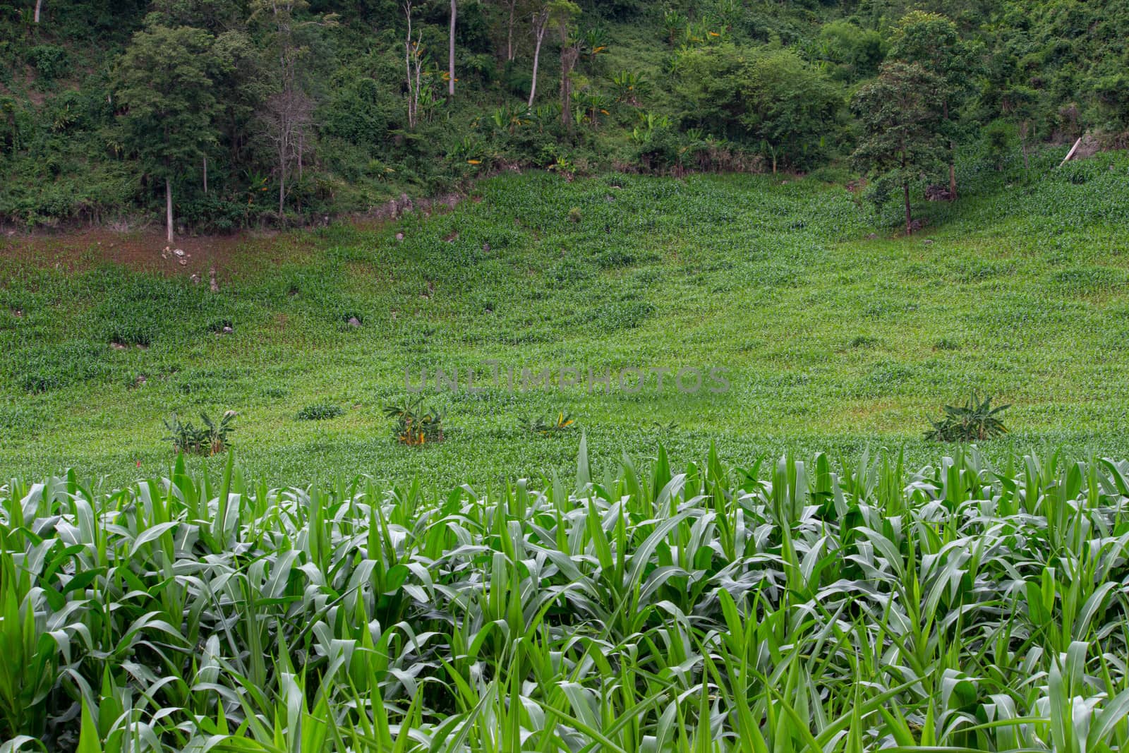 Landscape of corn fields on the hill in rainy seasons in northen of Thailand. by TEERASAK