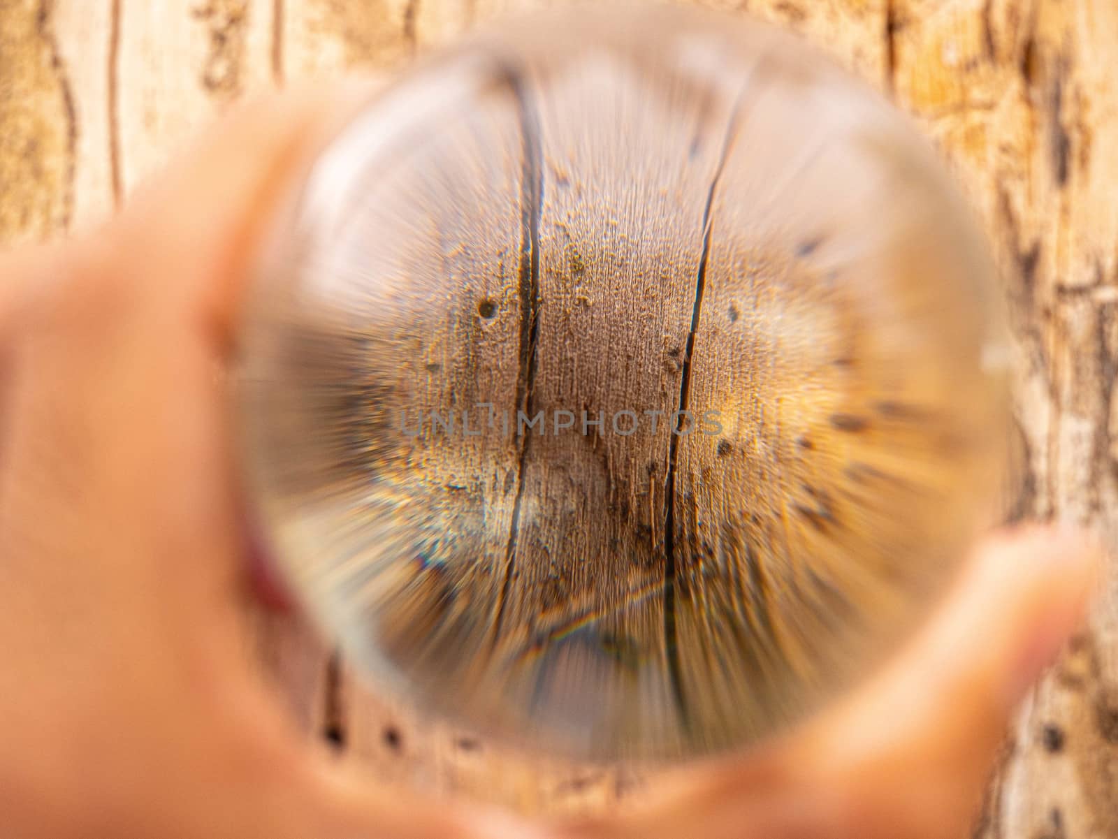 Close-up of Hand holding Crystal glass ball sphere revealing the inner bark of tree background. Soft focus.