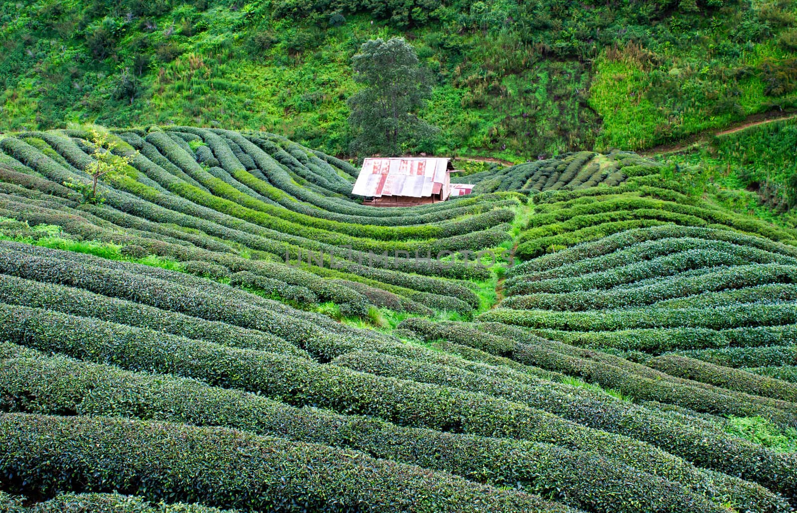 Beautiful landscape view of Tea Plantation 2,000 in the evening with raining at Angkhang mountain, Fang Chiang Mai. Tourist attraction in northern of Thailand. by TEERASAK