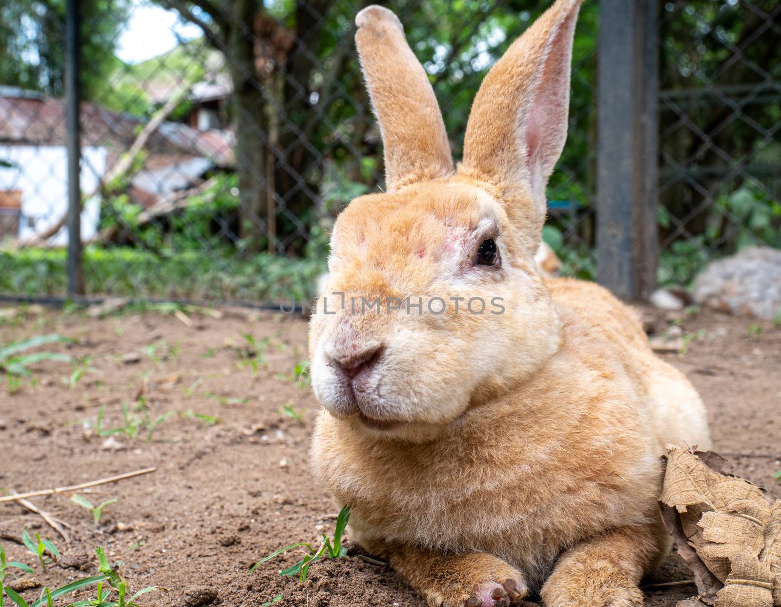 Cute little rabbit sitting on ground in farm cage in summer day. by TEERASAK