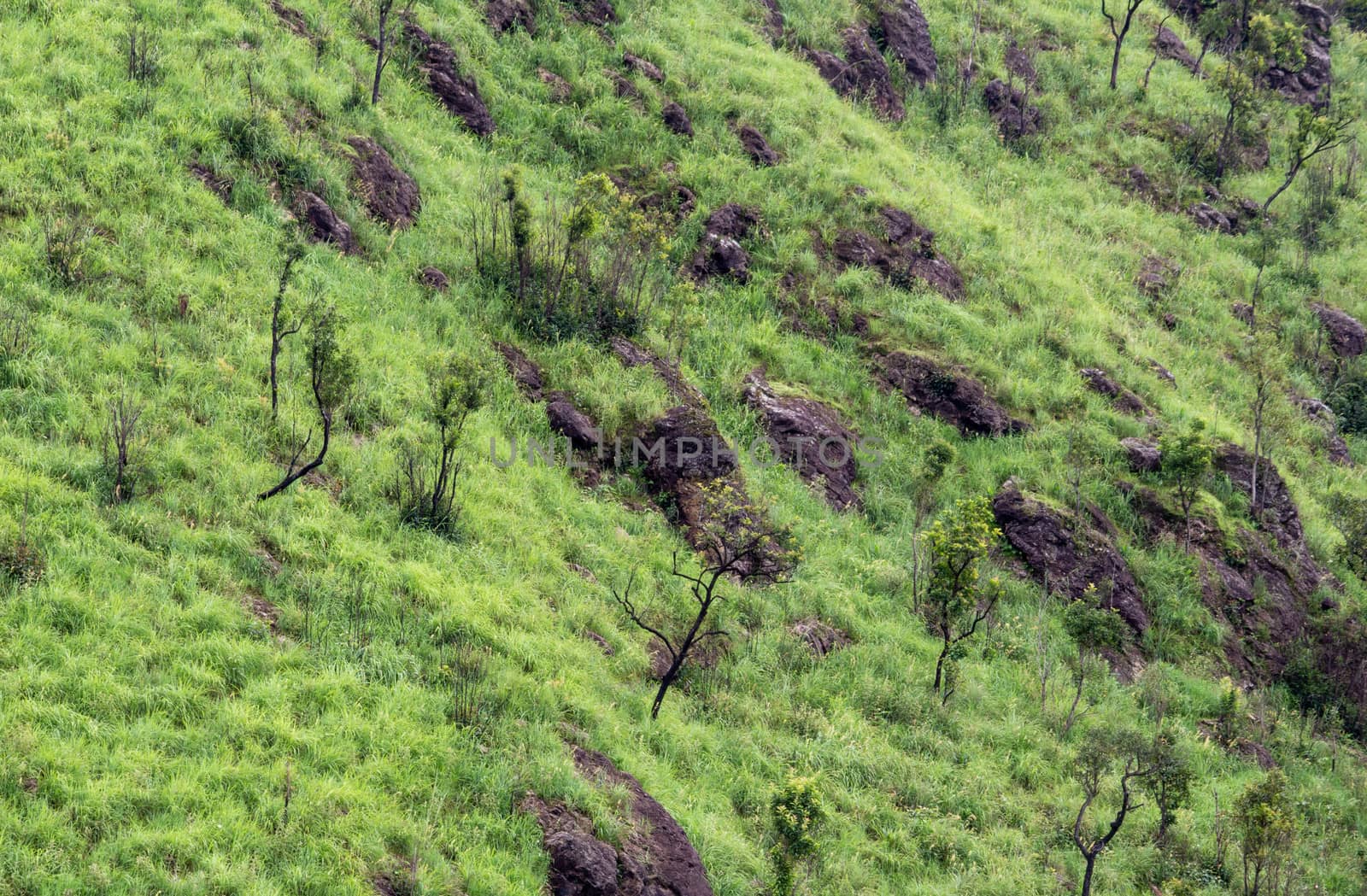 Surface of the grass ground and rocks on the mountain in Fang di by TEERASAK