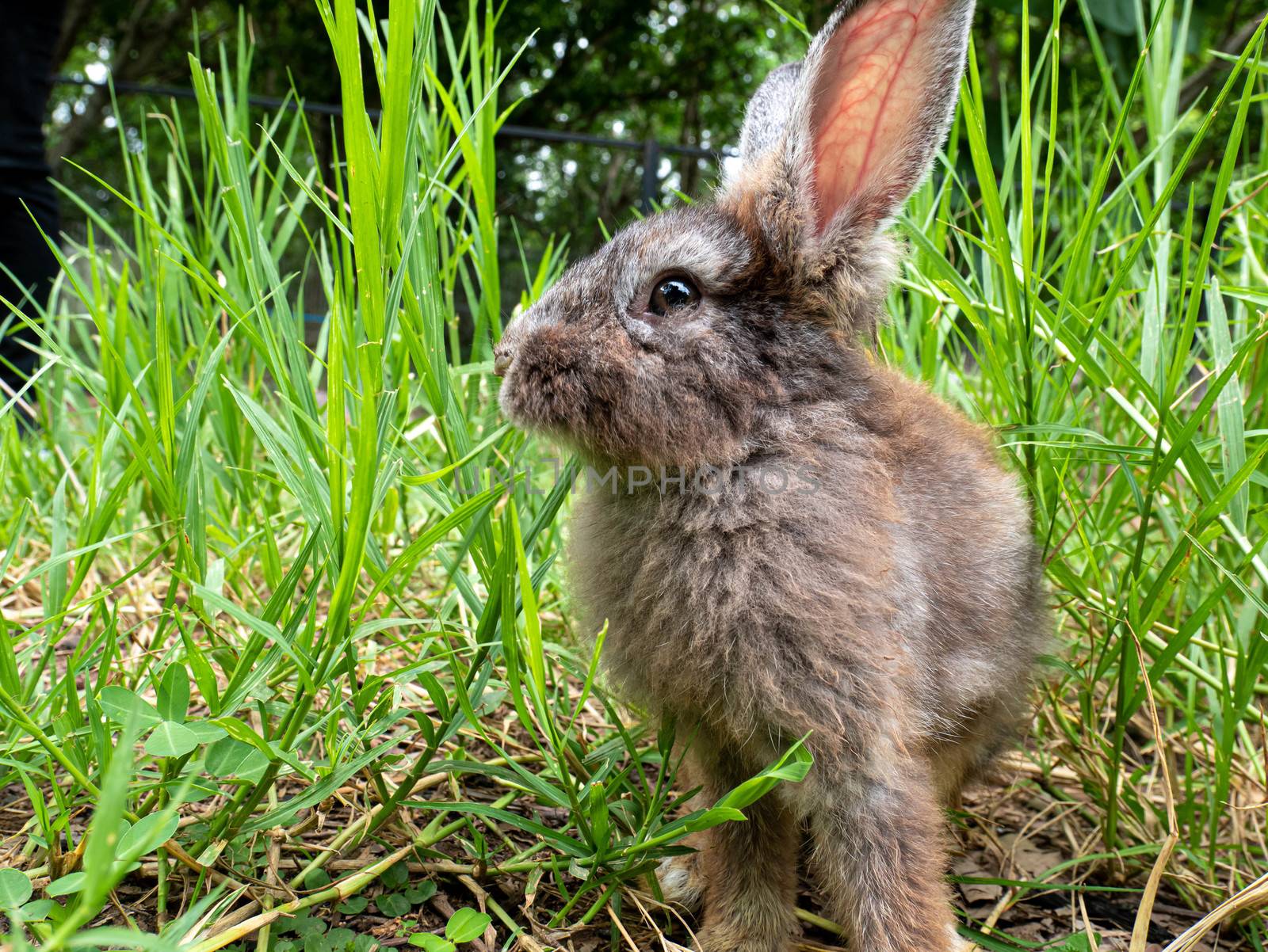 Cute little rabbit sitting on green grass in summer day. Easter day concept idea.