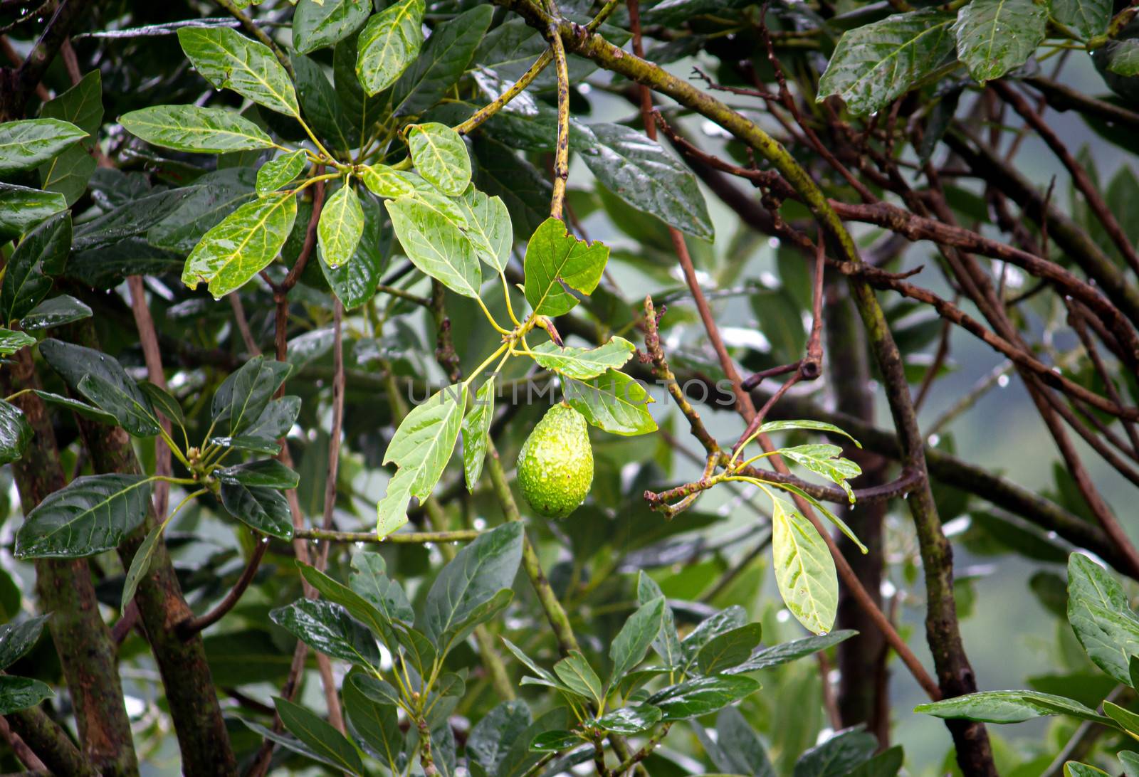 Green fruits avocado hanging on the tree  in garden. by TEERASAK