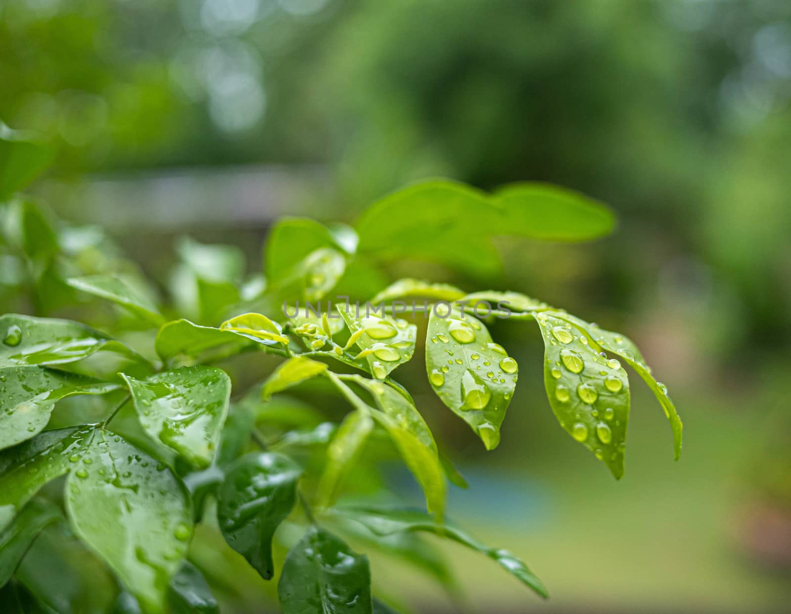 Branch of green leaves with water drops on nature background in garden.