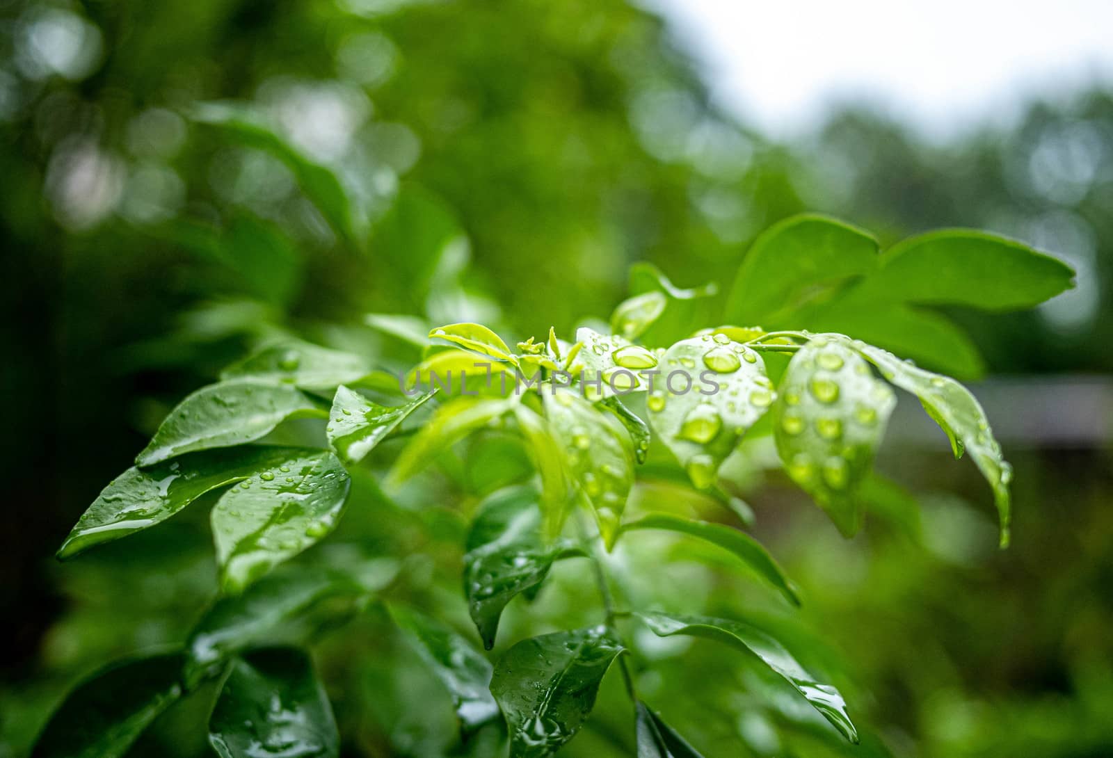 Branch of green leaves with water drops on nature background in garden.