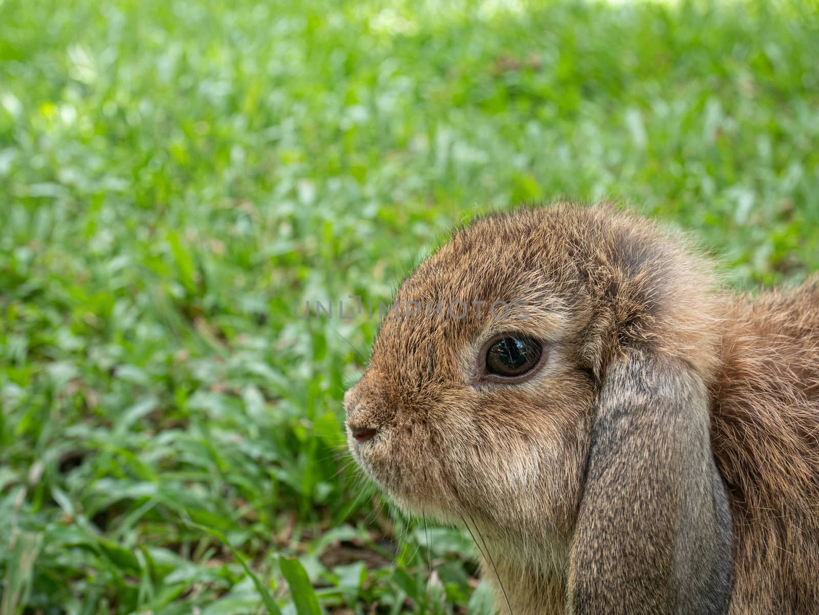 Cute little rabbit sitting on green grass in summer day. Easter day concept idea.
