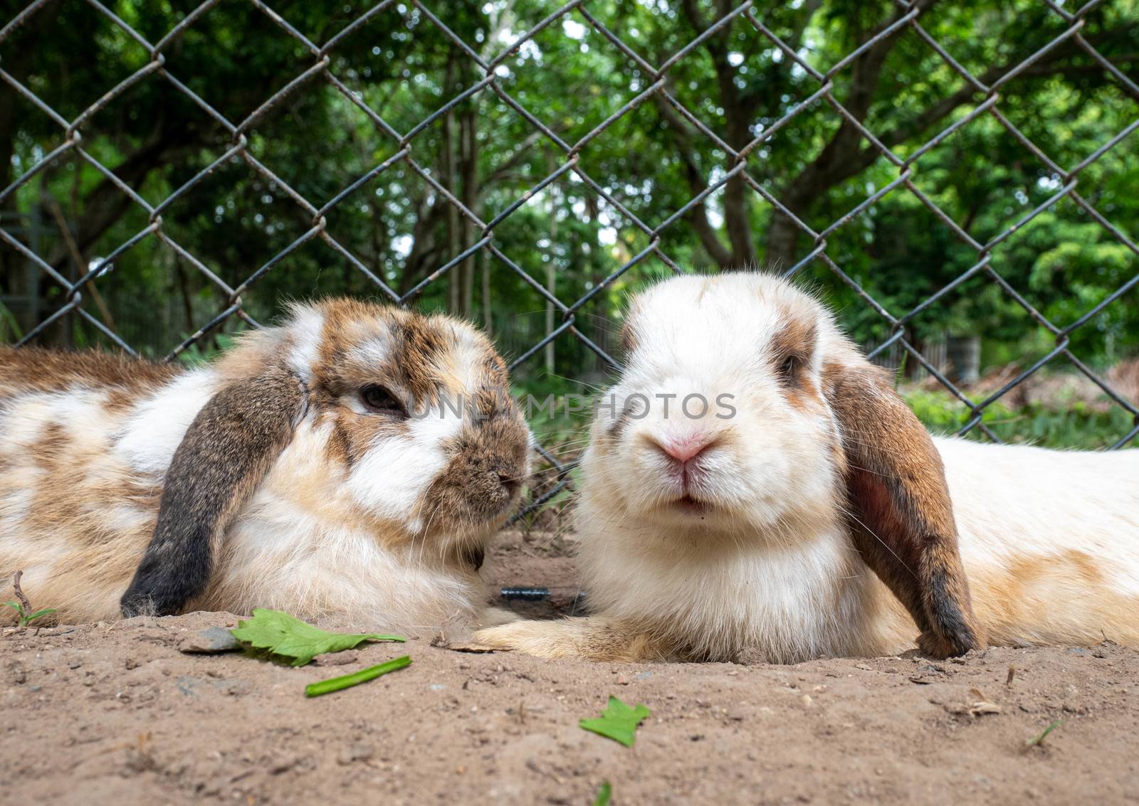 Cute little rabbits sitting on ground in farm cage in summer day by TEERASAK