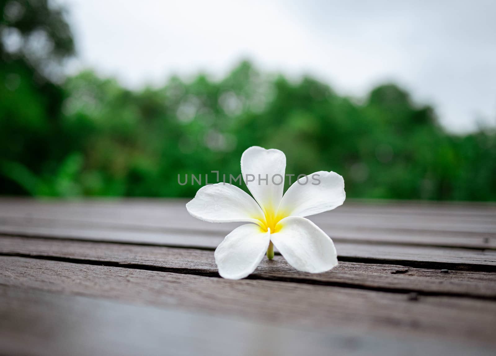 White plumeria flowers on wooden floor blurred background with S by TEERASAK