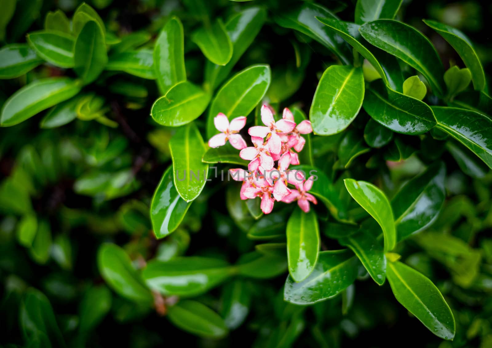 Pink Plumeria flowers on green leaves background.