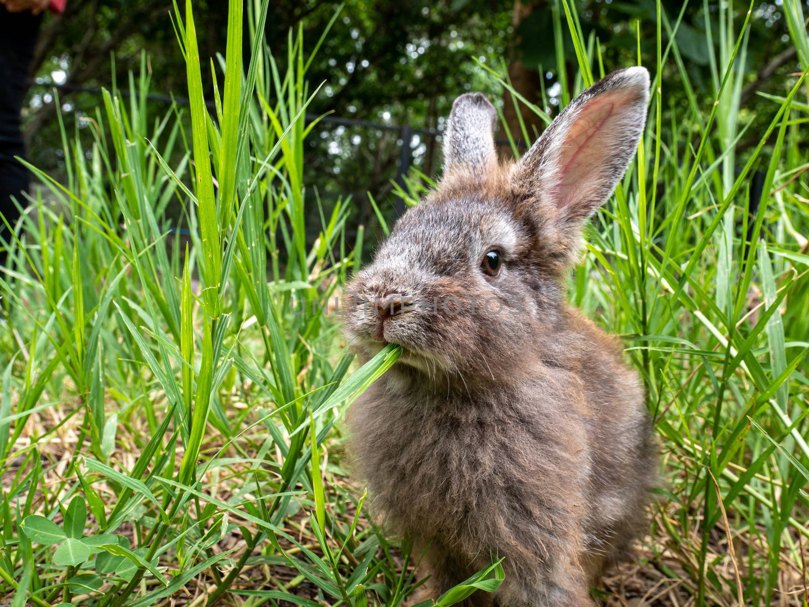 Cute little rabbit sitting on green grass in summer day. Easter  by TEERASAK