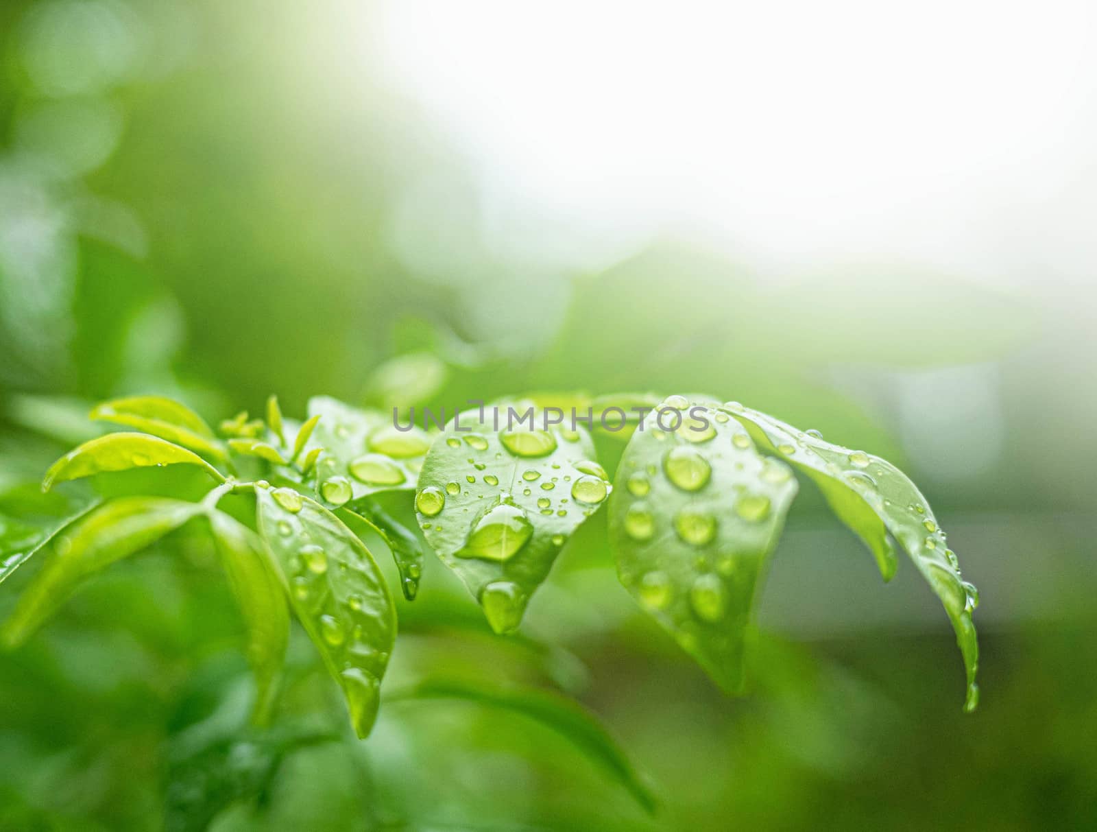 Branch of green leaves with water drops on nature background in garden.