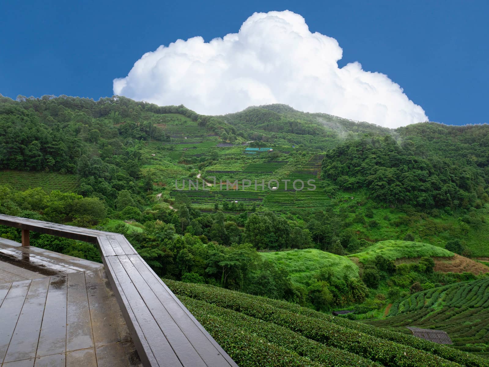 Wet wooden balcony for viewing Beautiful landscape of Tea Plantation 2,000 at Ang Khang mountain, Fang Chiang Mai. Tourist attraction in northern of Thailand.