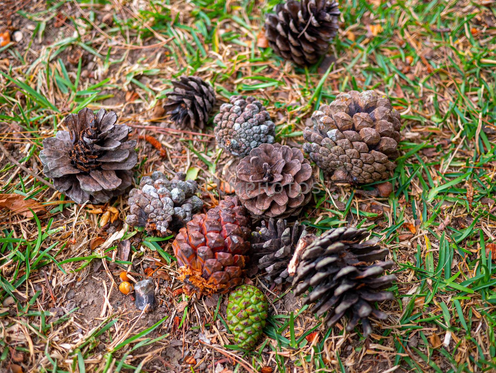 Pine cones fallen on the ground in the forest in a summer day.