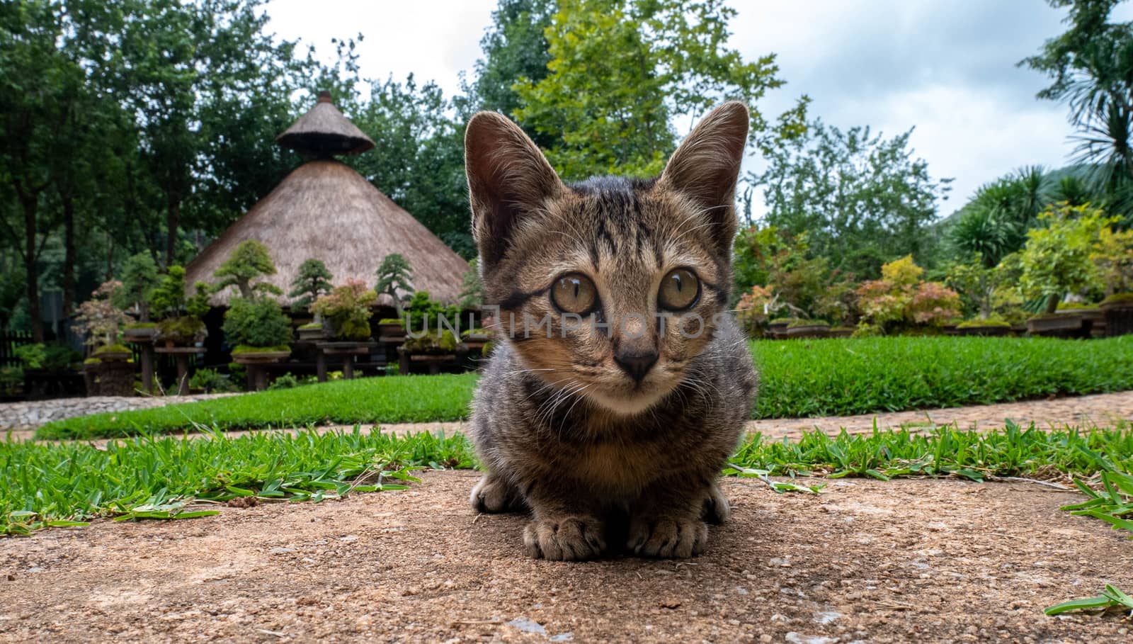 Little striped kitten sitting on the walkway in the garden. by TEERASAK