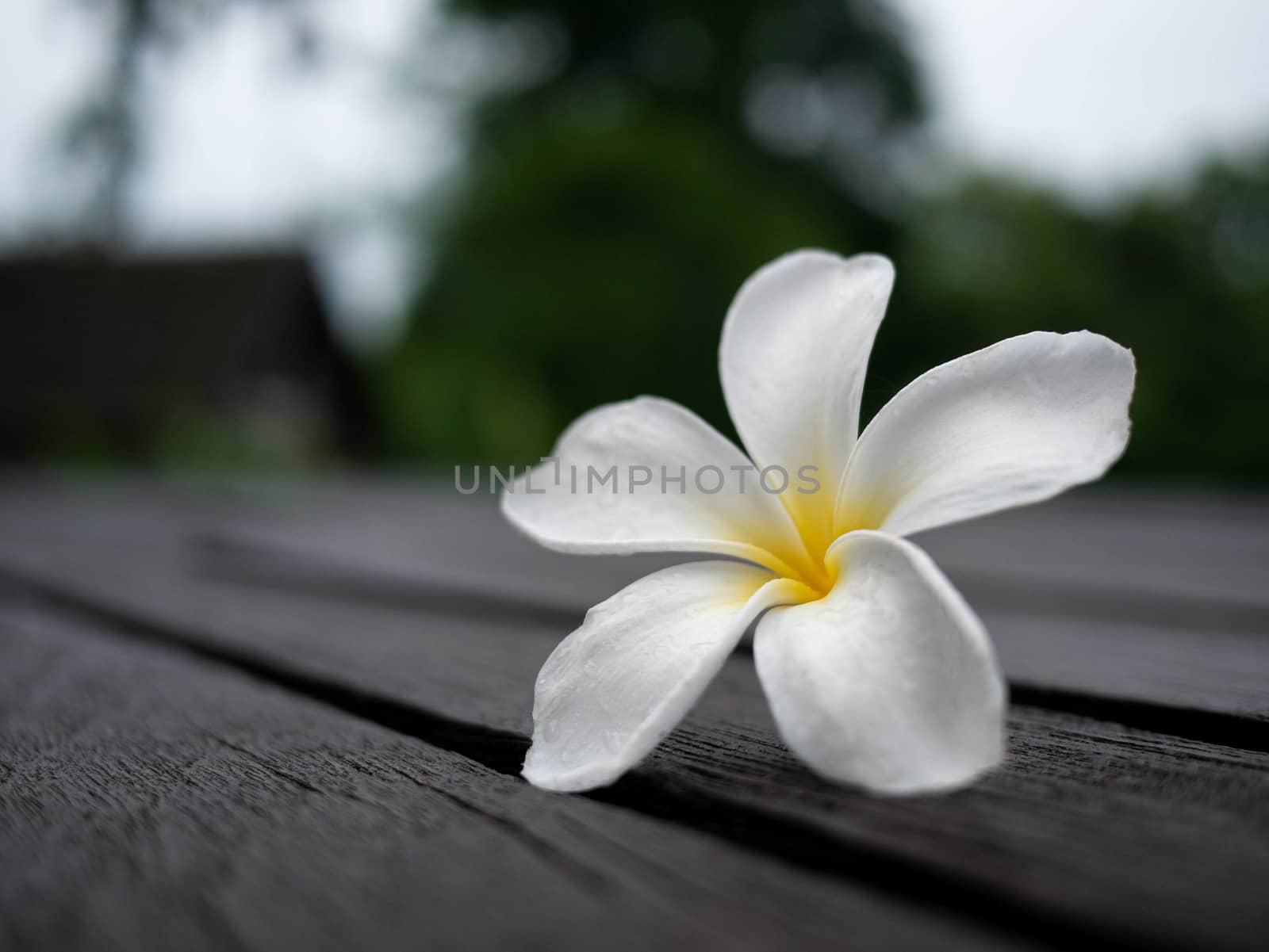 White plumeria flowers on wooden floor blurred background with Space for texts. The Thai name Leelawadee.