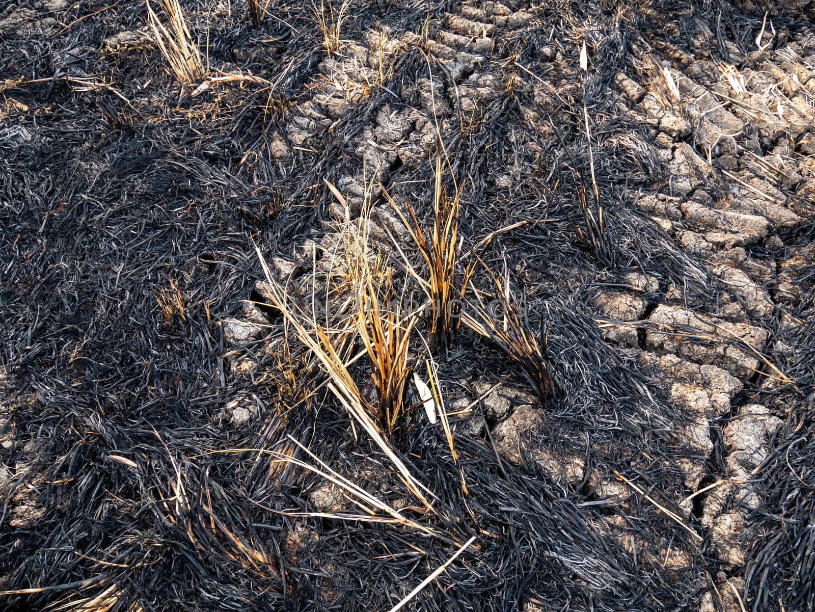 Burn rice stumps after rice harvest in the field in summer day. by TEERASAK