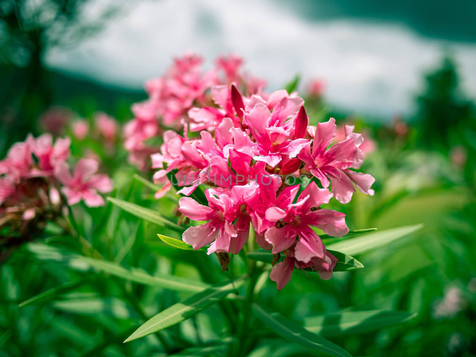 Pink flowers with green leaves in the garden on summer day.