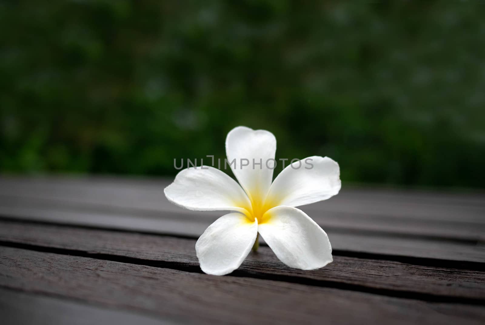 White plumeria flowers on wooden floor blurred background with S by TEERASAK