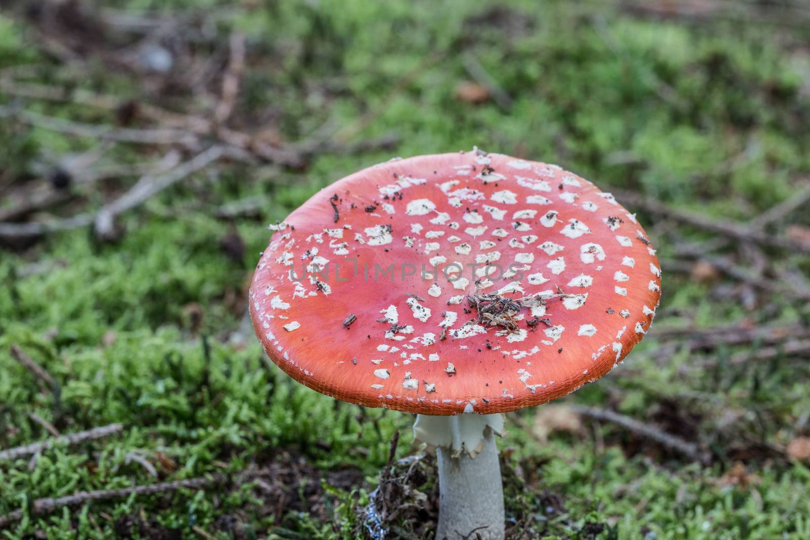 Toadstool toadstool in the coniferous forest