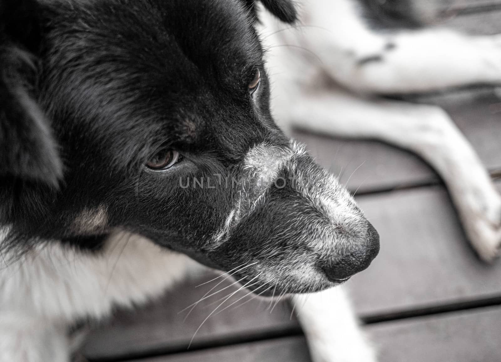 Black and white short-haired dog lying on wooden ground in the p by TEERASAK