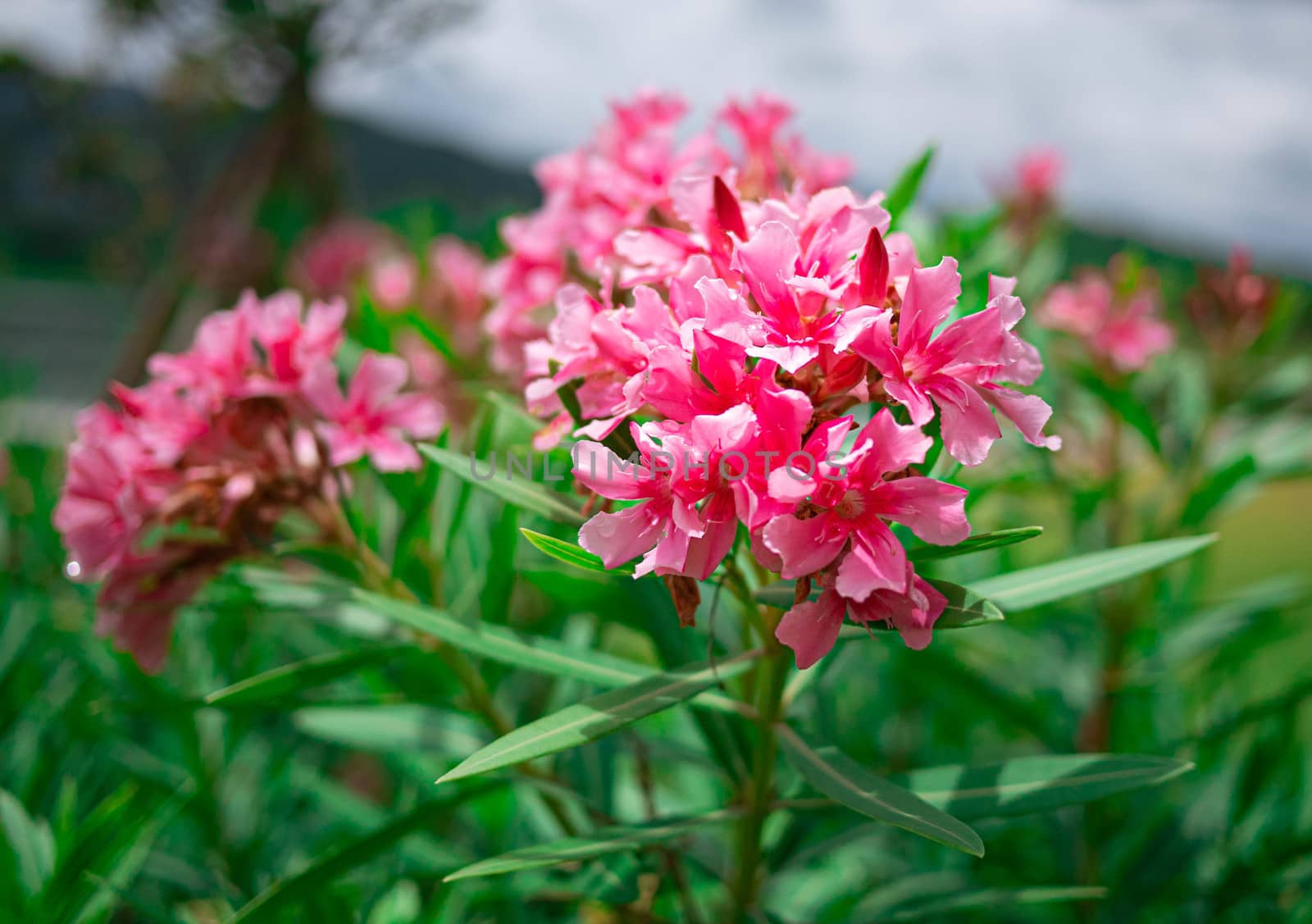 Pink flowers with green leaves in the garden on summer day. by TEERASAK