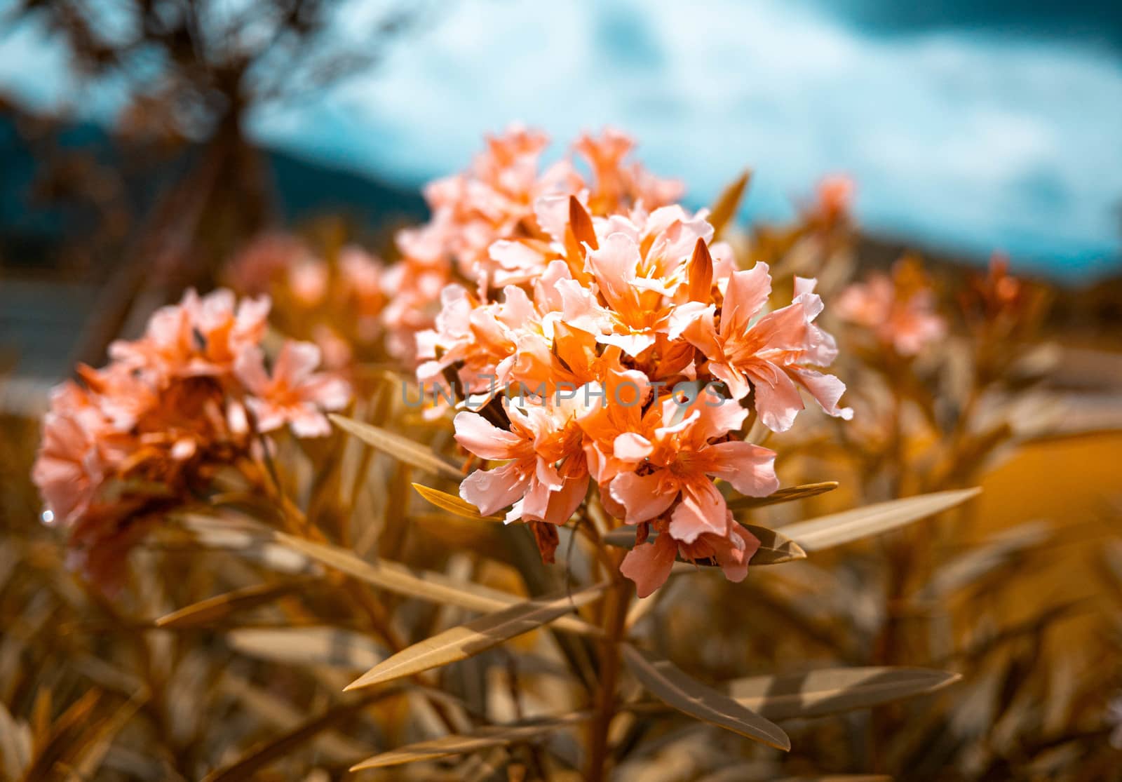 Orange flowers with leaves in the garden on summer day.