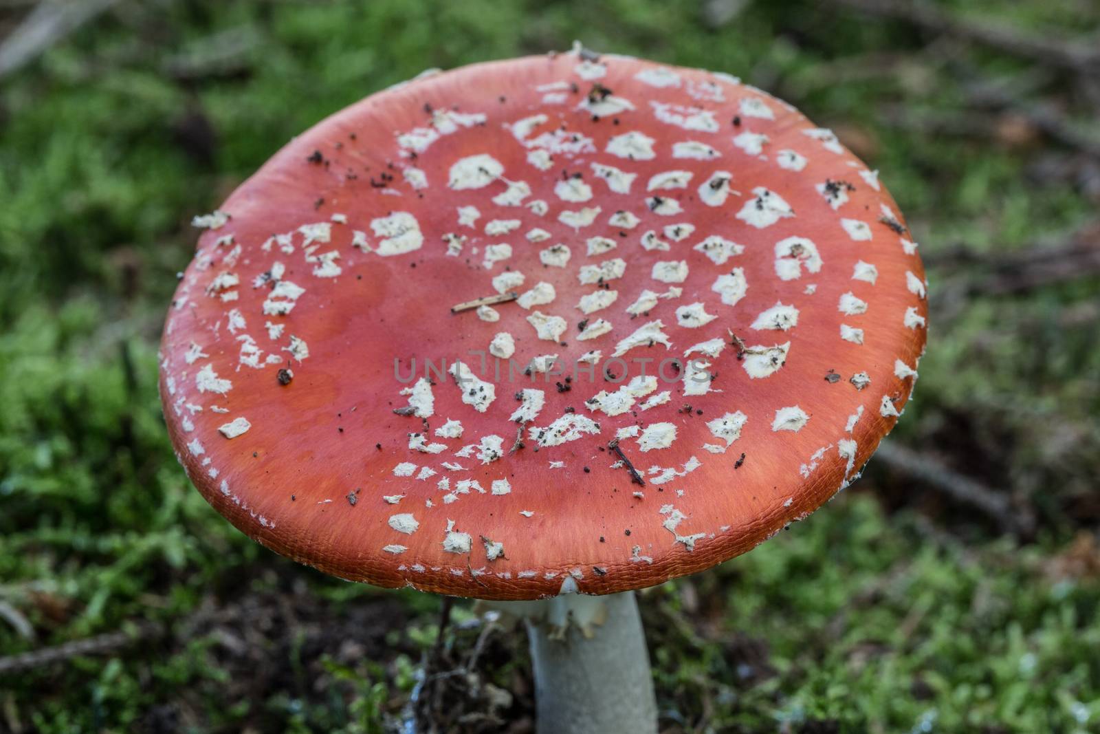 Toadstool toadstool in the coniferous forest