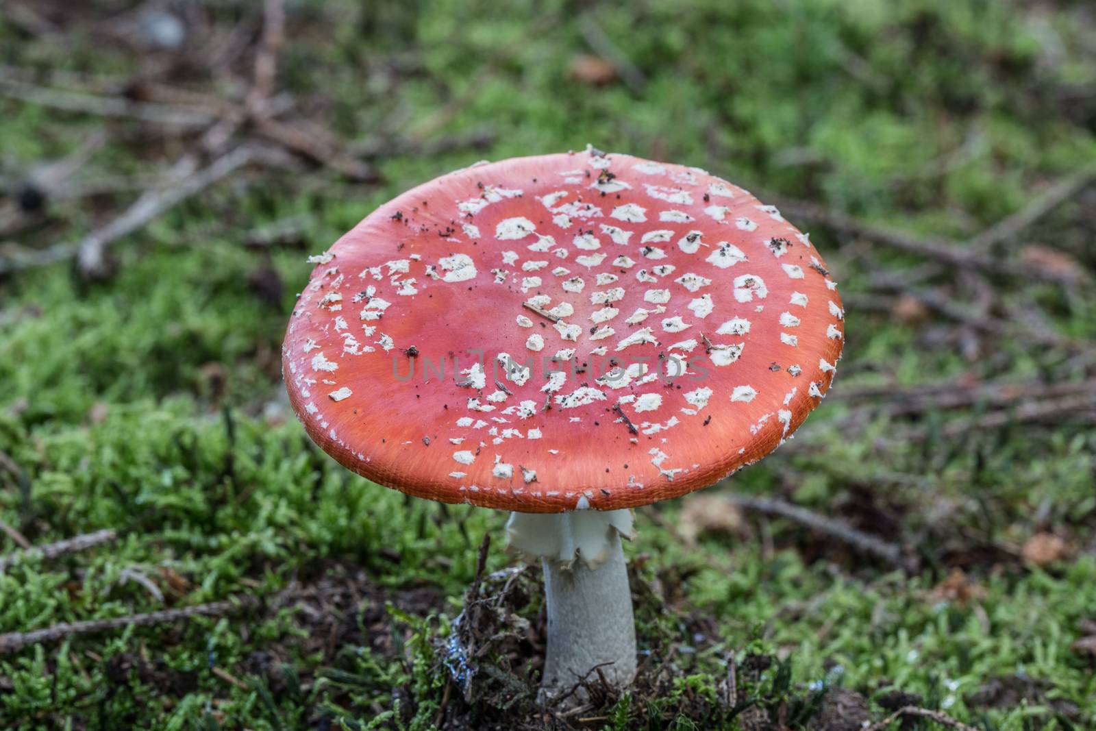 Toadstool toadstool in the coniferous forest