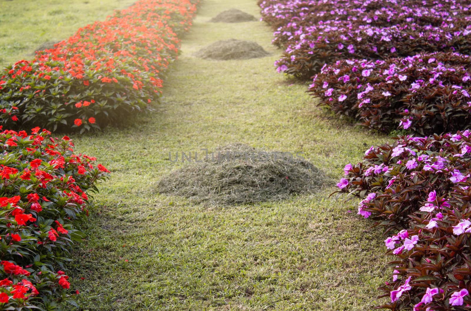 Beautiful of flowers and pile haystack on the side in the garden.